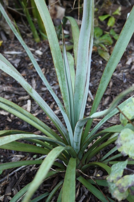 Image of Yucca madrensis|Juniper Level Botanic Gdn, NC|JLBG