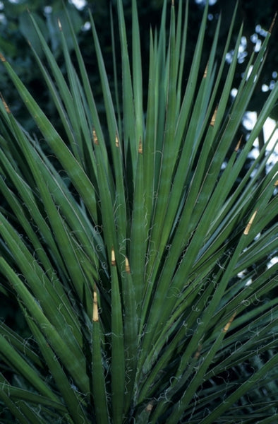 Yucca-mixtecana.i-7221.s-24357