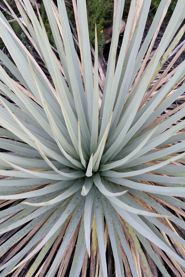 Image of Yucca neomexicana 'Cimarron'|J.C. Raulston Arboretum, NC|