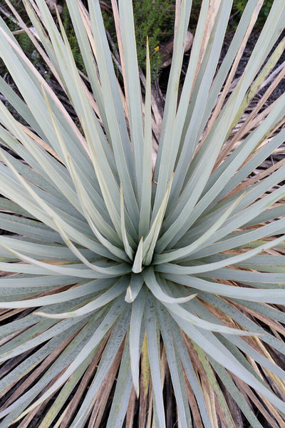 Learn about Yucca neomexicana 'Cimarron' | New Mexican Blue