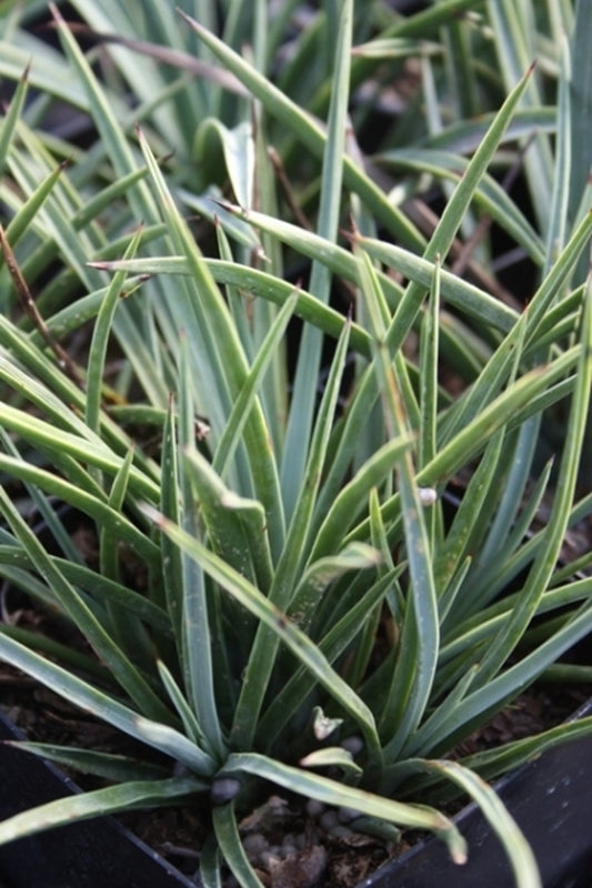 Image of Yucca peninsularis|Juniper Level Botanic Gdn, NC|JLBG