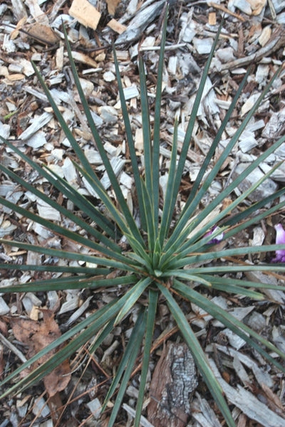 Learn about Yucca queretaroensis | Queretaro Soapwort | Perennial