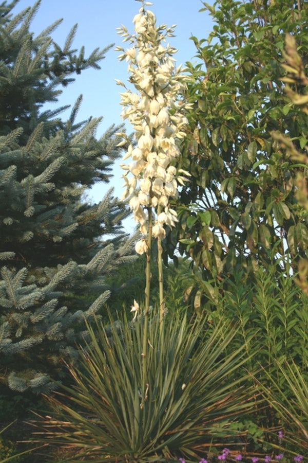 Image of Yucca reverchonii coll. #D28-28|Juniper Level Botanic Gdn, NC|JLBG