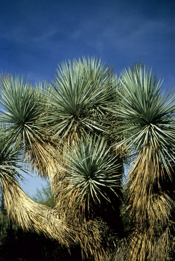 Image of Yucca rigida|Desert Botanic Gdn, AZ|