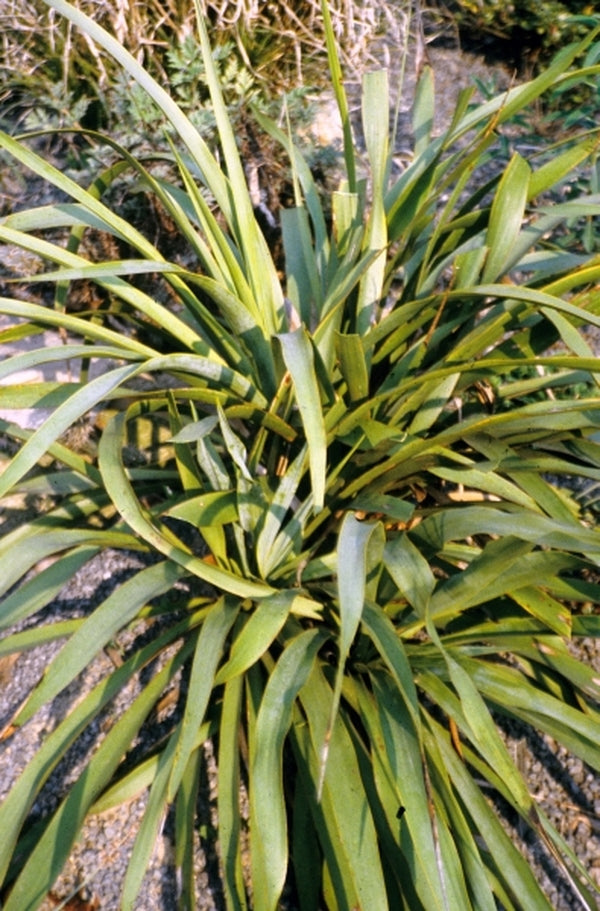 Image of Yucca rupicola|Juniper Level Botanic Gdn, NC|JLBG