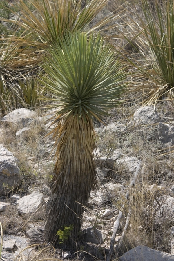 Image of Yucca thompsoniana coll. #YD28-11|In Situ, Mexico|W. Roitsch