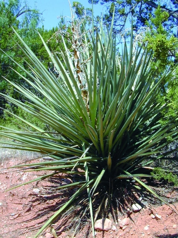 Image of Yucca torreyi Blue Form coll. #D09-24|In Situ, Stirling Co. TX|C. Schoenfeld