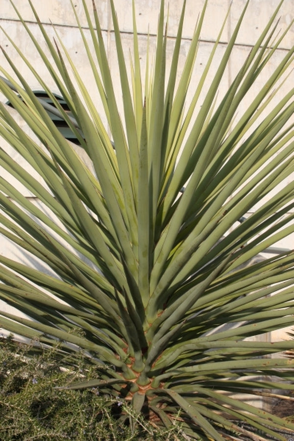 Image of Yucca torreyi|J.C. Raulston Arboretum, NC|