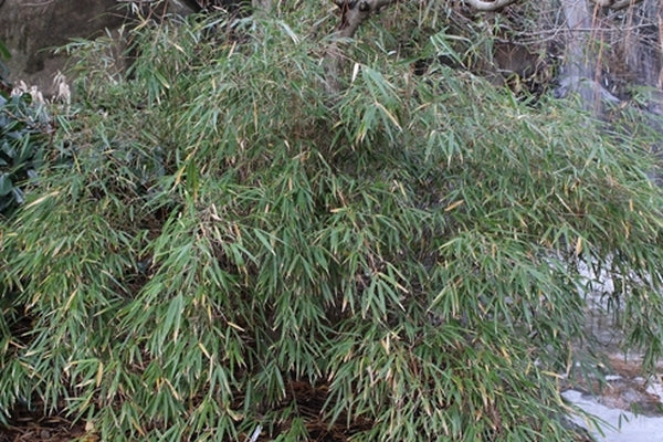 Image of Yushania confusa|Juniper Level Botanic Gdn, NC|JLBG