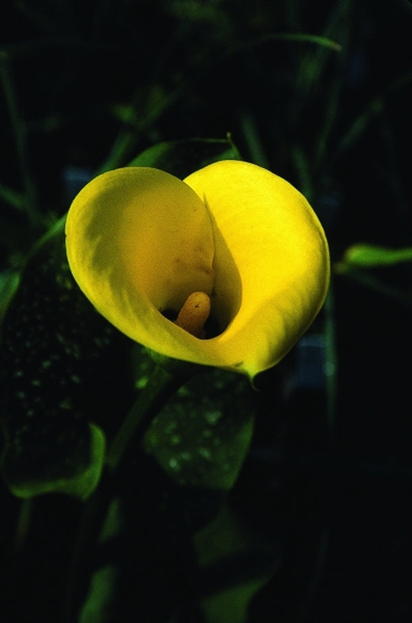 Image of Zantedeschia 'Millennium Gold'|Juniper Level Botanic Gdn, NC|JLBG