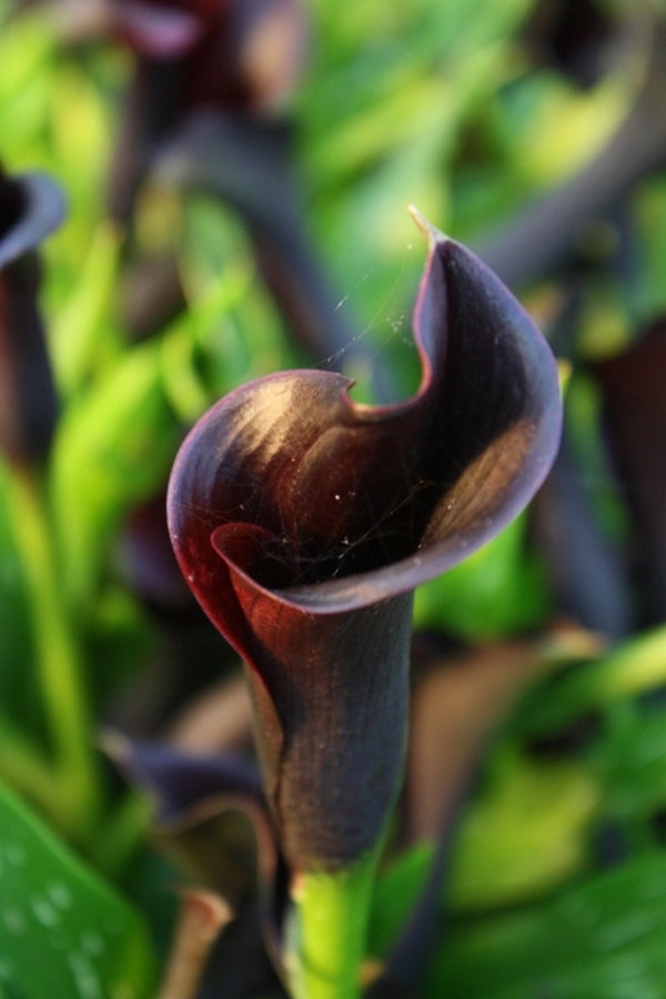 black calla lily flower Learn about Zantedeschia 'Odessa' | Odessa Calla Lily