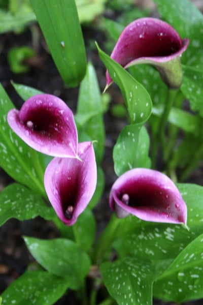 flower power calla lily Zantedeschia Paco