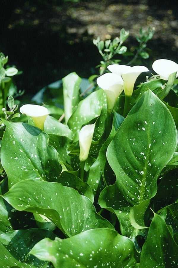 Image of Zantedeschia aethiopica 'Whipped Cream'taken at Juniper Level Botanic Gdn, NC by JLBG