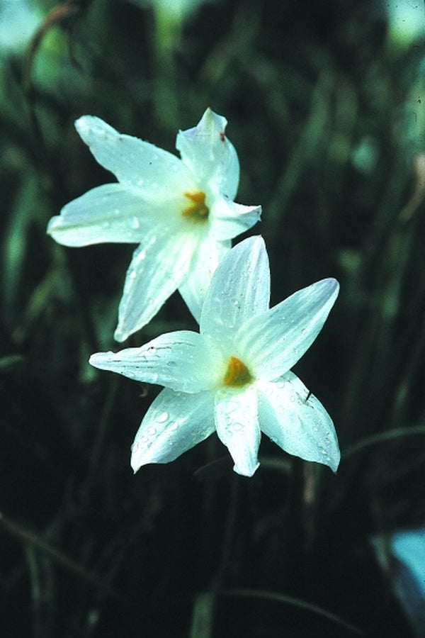 Image of x Zephybranthus 'Norma Pearl'|Juniper Level Botanic Gdn, NC|JLBG