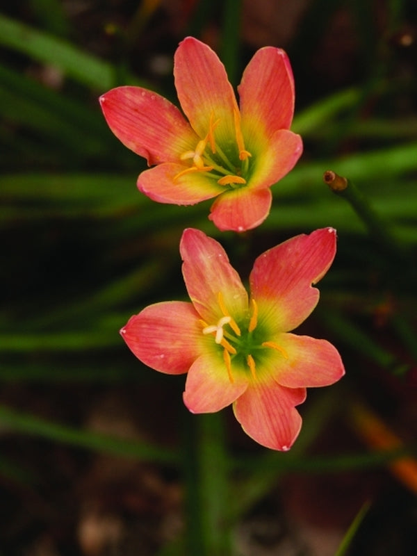 Image of Zephyranthes 'Abacos Apricot' taken at Juniper Level Botanic Gdn, NC by JLBG