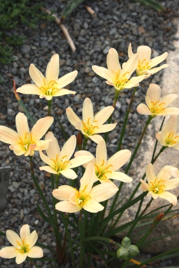 Image of Zephyranthes 'Apricot Queen'taken at Juniper Level Botanic Gdn, NC by JLBG