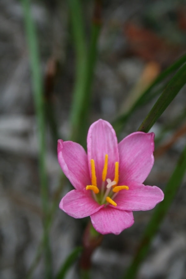 Image of Zephyranthes 'Beni Tama'taken at Juniper Level Botanic Gdn, NC by JLBG
