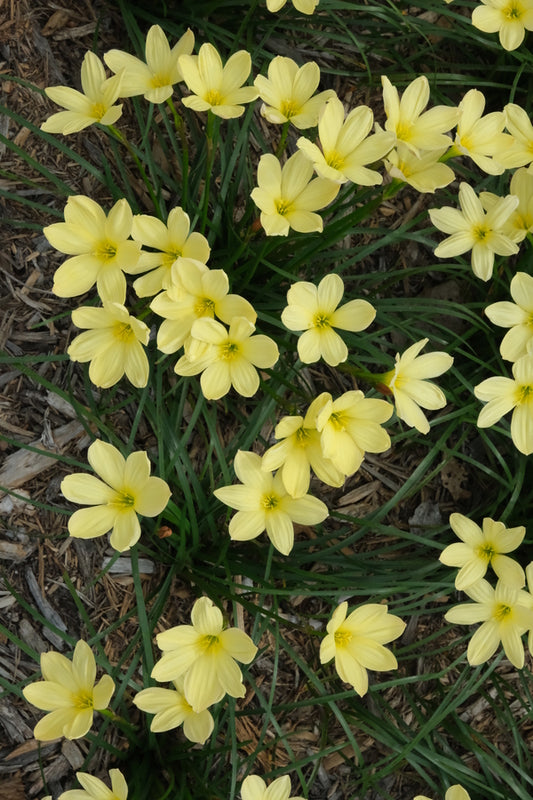 Image of Zephyranthes 'Buttery Billowy Blowout'taken at Juniper Level Botanic Gdn, NC by JLBG