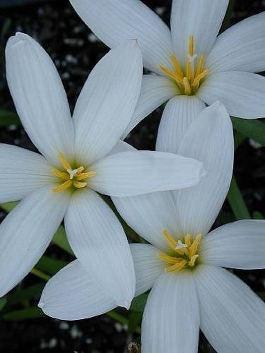 Image of Zephyranthes 'Cookie Cutter Moon'taken at Yucca Do Nursery, TX by Yucca Do