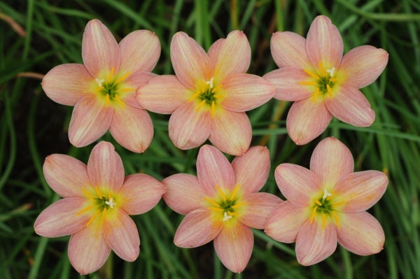 Image of Zephyranthes 'Eastern Pearl' taken at F. Marta Gdn, Indonesia by F. Marta