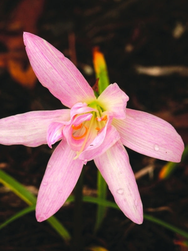Image of Zephyranthes 'Jakarta Jewel'taken at Juniper Level Botanic Gdn, NC by JLBG