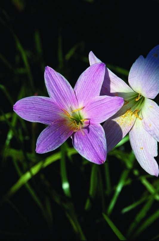 Image of Zephyranthes 'JoAnn Trial'taken at Juniper Level Botanic Gdn, NC by JLBG