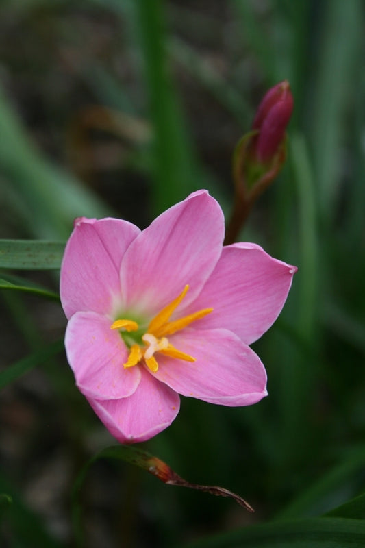 Image of Zephyranthes 'Libra'taken at Juniper Level Botanic Gdn, NC by JLBG