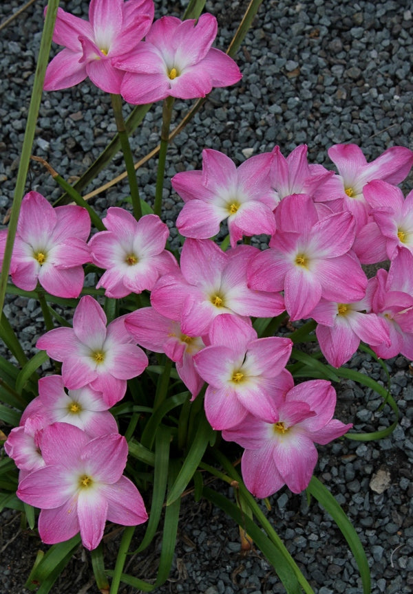 Image of Zephyranthes 'Lucky All Over'