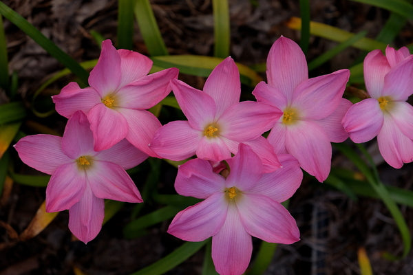 Image of Zephyranthes 'Lucky All Over'