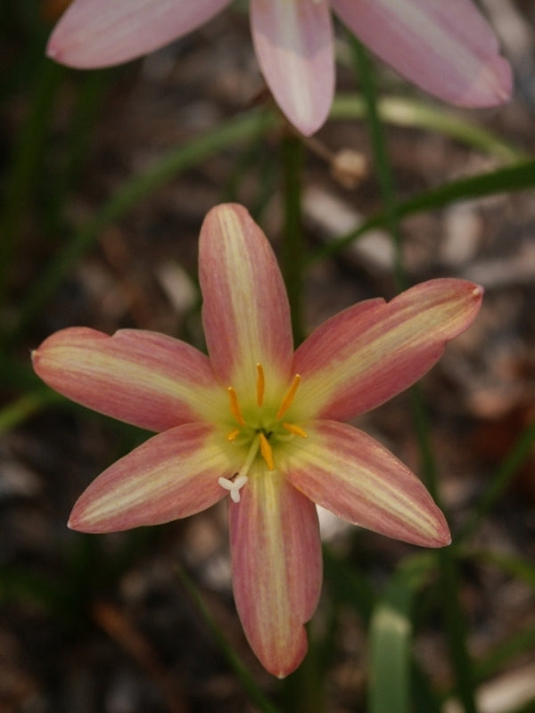Image of Zephyranthes 'Lydia Luckman'taken at Juniper Level Botanic Gdn, NC by JLBG