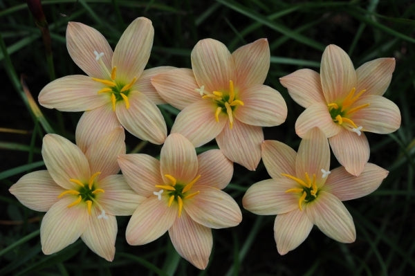 Image of Zephyranthes 'Magic Charm'taken at F. Marta Gdn, Indonesia by F. Marta