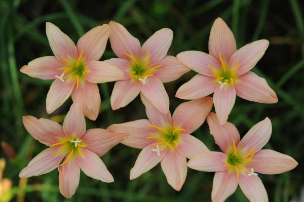 Image of Zephyranthes 'Morning Star' taken at F. Marta Gdn, Indonesia by F. Marta