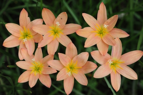 Image of Zephyranthes 'New Dimension'taken at F. Marta Gdn, Indonesia by F. Marta