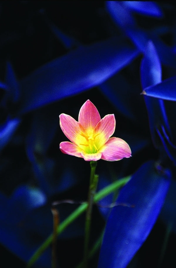 Image of Zephyranthes 'Paul Niemi'taken at Juniper Level Botanic Gdn, NC by JLBG