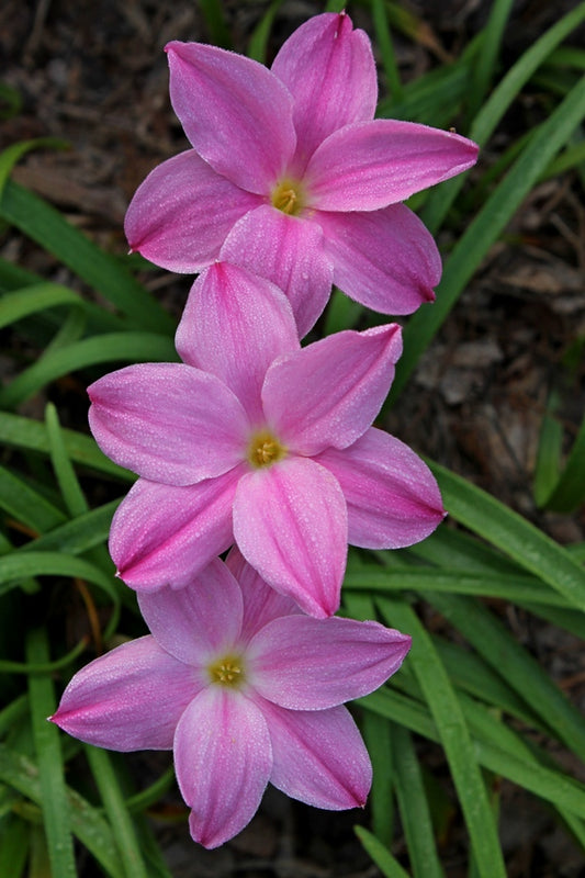 Image of Zephyranthes 'Rose Colored Glasses'