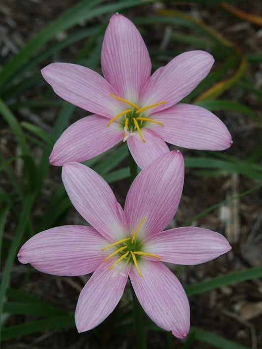 Image of Zephyranthes 'South Pacific'|Juniper Level Botanic Gdn, NC|JLBG