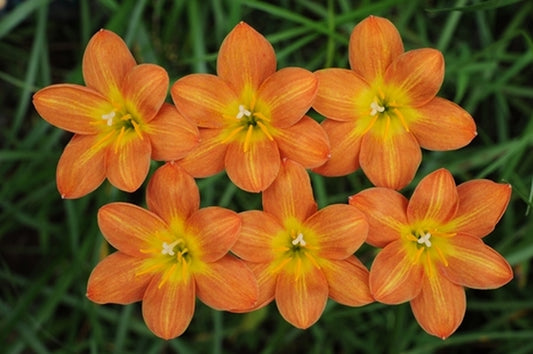 Image of Zephyranthes 'Star of Bethlehem'|F. Marta Gdn, Indonesia|F. Marta