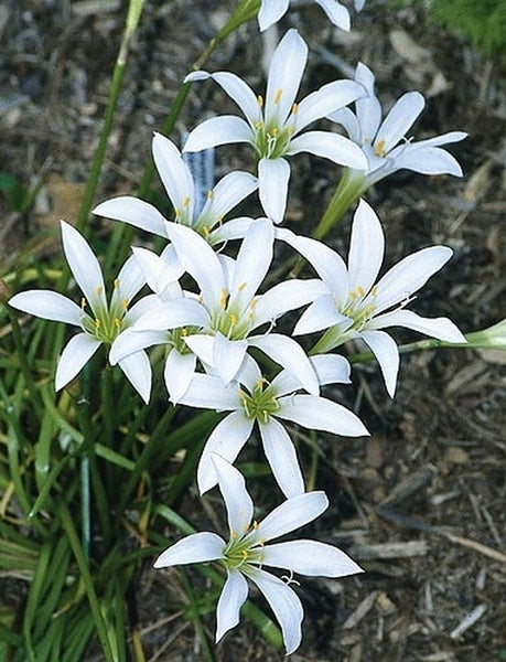 Zephyranthes-atamasca.i-1769.s
