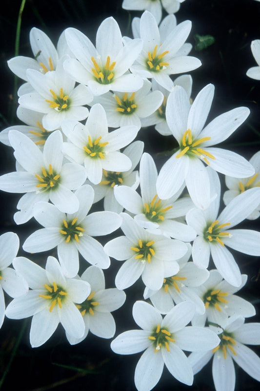 Image of Zephyranthes candida 'Major'||