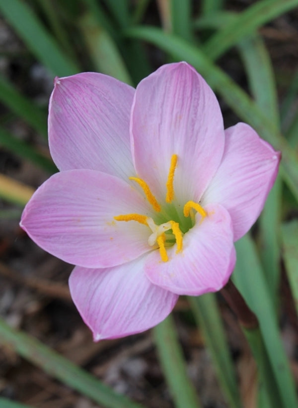 Image of Zephyranthes lindleyana 'Puerto Pink'