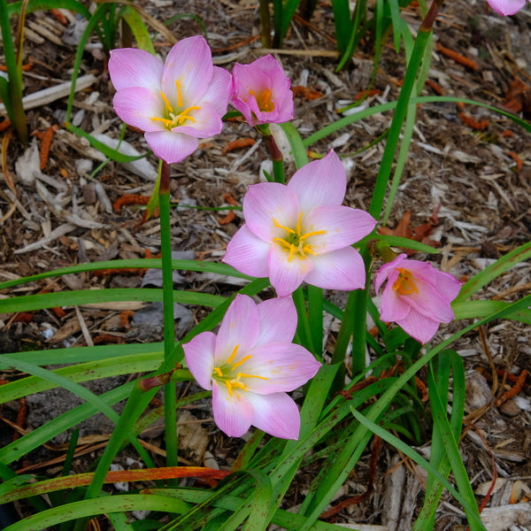 Image of Zephyranthes lindleyana 'Puerto Pink'taken at Juniper Level Botanic Gdn, NC by JLBG