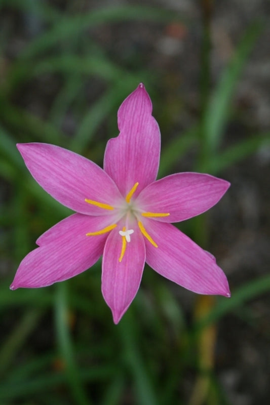 Image of Zephyranthes macrosiphon|Juniper Level Botanic Gdn, NC|JLBG