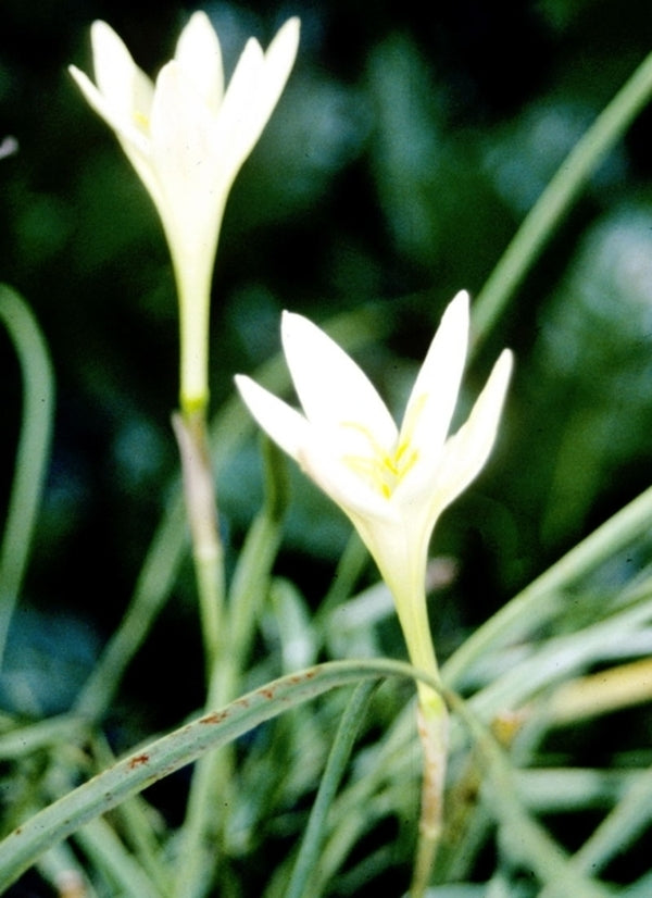 Image of Zephyranthes primulina|Juniper Level Botanic Gdn, NC|JLBG