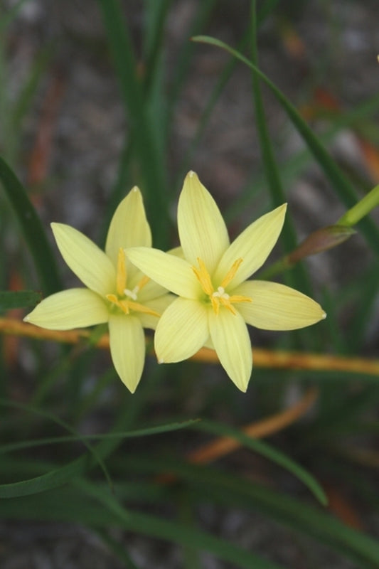 Image of Zephyranthes primulina|Juniper Level Botanic Gdn, NC|JLBG