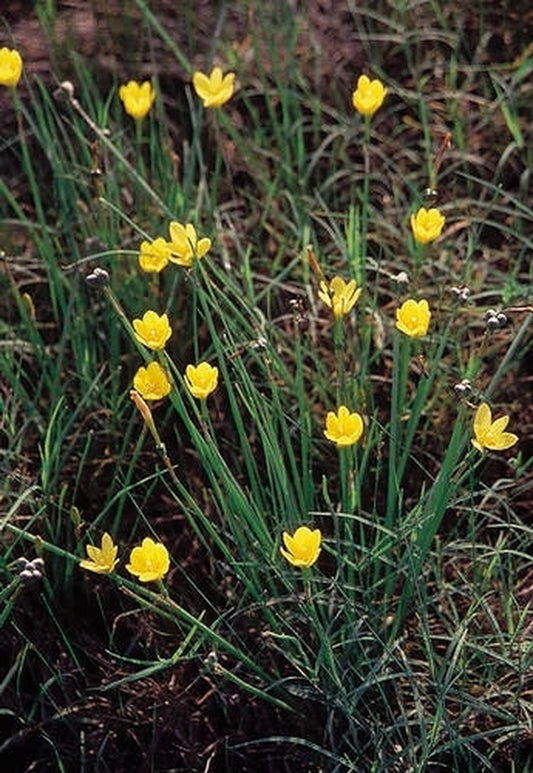 Image of Zephyranthes refugiensis coll. #AIT-035|In Situ, Refugio, TX|