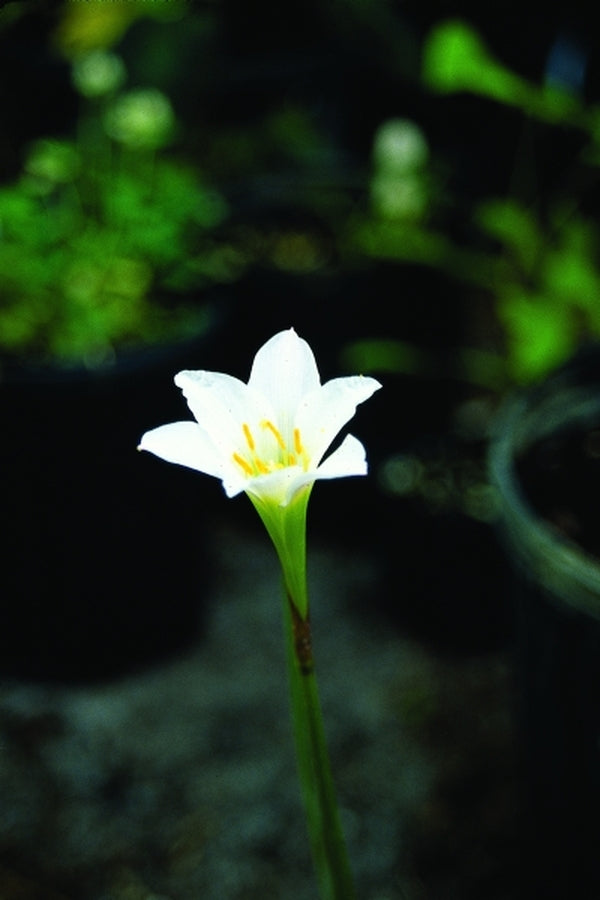 Image of Zephyranthes simpsonii Brunswick County|F. Galloway Gdn, NC|