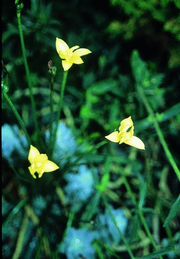 Image of Zephyranthes smallii|Juniper Level Botanic Gdn, NC|JLBG
