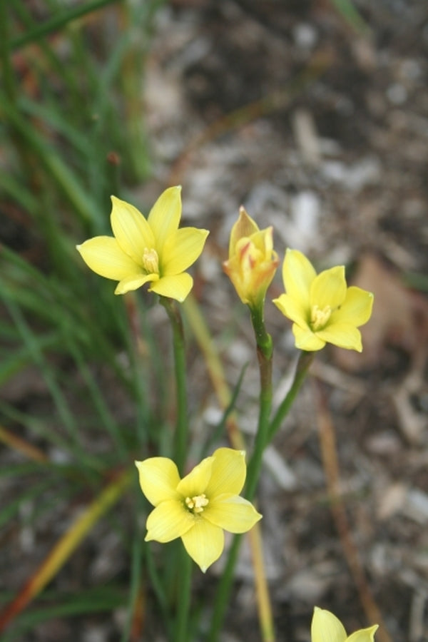 Image of Zephyranthes smallii|Juniper Level Botanic Gdn, NC|JLBG
