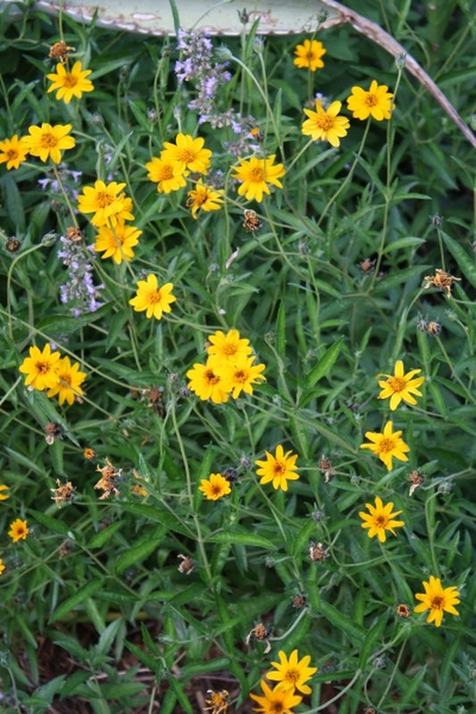Image of Zexmenia hispida|Juniper Level Botanic Gdn, NC|JLBG